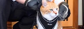ママがお出かけ中、猫が『パパと散歩』に行くことになった結果…笑って…