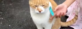 『うちにおいで、こたつあるから』と野良猫に声をかけた結果→５年後に…