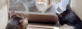 家猫へ恋をした野良の三毛猫→約３年後……思わず涙が出てくる『2匹の現…