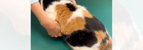 温厚な三毛猫→『動物病院』に連れて行くと……信じられない光景が72万再…