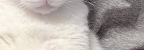 猫のイラストが入ったTシャツを着た飼い主→そばにいる『愛猫の表情』…