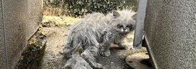 『雑巾にように汚れた猫』を保護しに行ったら…思わぬ姿に涙が止まらな…