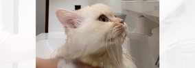 猫のシャンプー中に『宅配便』がきてしまって…玄関に向かった結果→爆…