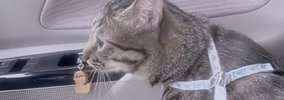 注射のために病院へ行った元野良猫→帰りの車内には“同居犬だけ”…？ま…
