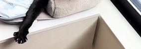 お昼寝中の『仲良しきょうだい猫』を見に行ったら…飼い主爆笑の『まさ…