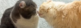 ブチギレた娘猫が父猫をボコボコにした結果…『まさかの結末』が微笑ま…