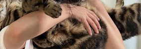女の子に抱っこされて猫吸いされるキジトラ猫→『表情』をよく見ると……