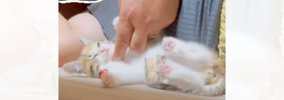 『動物は飼わない』と反対していた父→子猫になつかれた結果…まさかの…