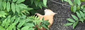 手足をバタバタさせて『苦しそうに鳴いている子猫』を発見→連れて帰っ…