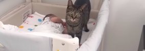 猫が赤ちゃんのことを『大切な家族』だと気がついた結果…あまりにも&q…