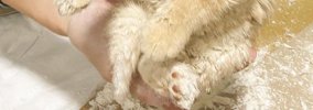 『粉まみれになった保護子猫』→顔を見ると……とんでもなく尊い『情けな…