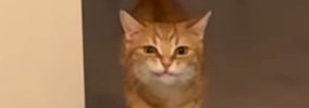 部屋の奥からトコトコ歩いてきた猫、口元を見ると…運んでいたのは？→…