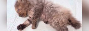目が塞がり、『瀕死の状態だった子猫たち』→治療を続けた結果…涙が止…