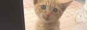 突然ベランダに現れ、家に入りたそうにしていた子猫…保護されて元気い…