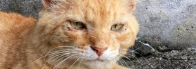 行方不明から半年、ボロボロで帰ってきたボス猫→連れて帰った結果…激…
