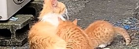 外で子猫のお世話を一生懸命していた母猫の『現在』…思わず涙が出る光…