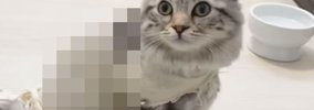 『夜になると服が乱れる猫』朝の格好を確認したら、ド級の"乱れ…