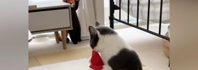 エビのぬいぐるみで遊んでいた猫が『レッサーパンダのぬいぐるみ』に…