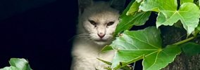 目がつり上がって険しい表情をしていた猫→保護して10日ほど経つと…想…