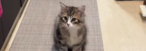猫がキッチンに入れないよう『柵を設置したパパ』→『高さ』を見ると……