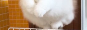 飼い主のもとに行きたくて『柵を飛び越えたネコ』→顔をよく見ると…尊…