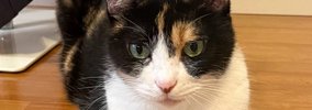三毛猫をAIで擬人化してみたら…「え、素敵」「確かに日本っぽいよね」…