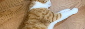 「お茶吹いたｗ」猫に小さめのダンボールをあげたら…『まさかの光景』…