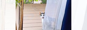 『雨宿りをしていた野良猫』と仲良くなっていって…家の中に入りたがる…