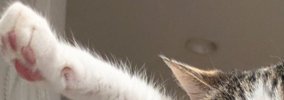クローゼットの中の洋服を『毛だらけ』にした猫→飼い主に捕まった結果…
