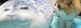 猫に『アザラシのぬいぐるみ』をあげた結果…10日後の『変わり果てた様…