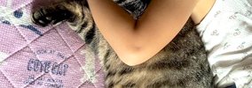 寝ぼけた女の子が猫を『抱き枕』と勘違いした結果…あまりにも尊い『ま…