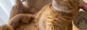 猫が使い続けた『ボロボロのハンモック』を買い替えたら…3日後の『ま…
