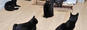 9匹の黒猫をブラッシング→抜け毛を集めると…完成した『まさかのモノ』…