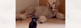 『家の前で倒れていた子猫』を保護して6日目…優しい大型犬がとった行…