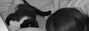 夜中の寝ているときの様子を『ペットカメラ』で確認したら…愛猫がとっ…