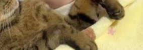 赤ちゃんを見守っていた猫→そのまま寝てしまい…あまりにも尊い『幸せ…
