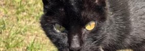 往復4時間もかかる山の頂上に『遺棄された黒猫』→探しに行った結果…予…