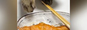鮭をバレないように取ろうとする猫→『顔』を見てみると…まさかの光景…