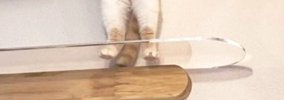 『キャットウォークにいる猫』を見ると、２本足で…『神々しい瞬間』に…