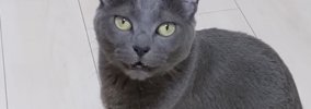 『大好きな娘が起きない』とママに助けを求める猫→ついて行ってみると…