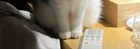 動物病院から帰ってきた猫→『暗い室内』で……まさかの瞬間に「めちゃめ…