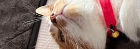 猫が仰向けで寝ていたら『8歳の子ども』が……お腹を見ると→笑ってしま…