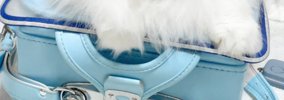 ランドセルの上に乗った猫→『表情』を見てみたら…絶対に行かせてくれ…