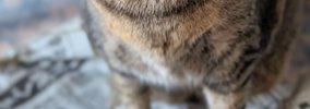 『やっつけておいたよー』朝起きると、破れた新聞紙の上に座っていた…
