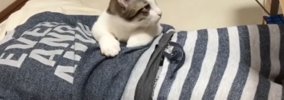 息子になつきすぎな子猫→学校から帰ってきて寝ていたら…あまりにも尊…