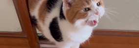 『いつもより早く帰宅したら……』三毛猫が見せた反応が可愛すぎると14…