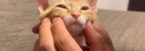 『ネコ反対派の夫』に一生のお願いをして子猫を迎えたら、1年後……『ま…