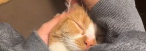 ネコに『痛かったら左手挙げてくださーい』と伝えた結果…耳掃除中の『…