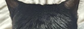 名前を呼ばれて『油断しきった顔』で振り返った猫→次の瞬間…驚きの『…