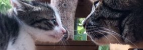 先住猫に『タイマンを挑む』小さな子猫を見守っていたら…あまりにも可…